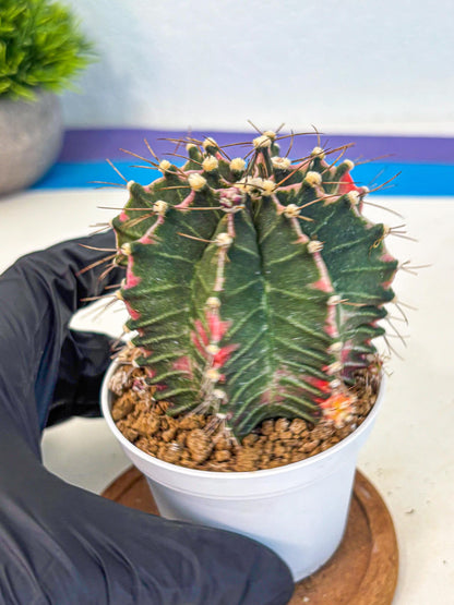 Gymnocalycium Cotton candy (gy16) (07) | collectables