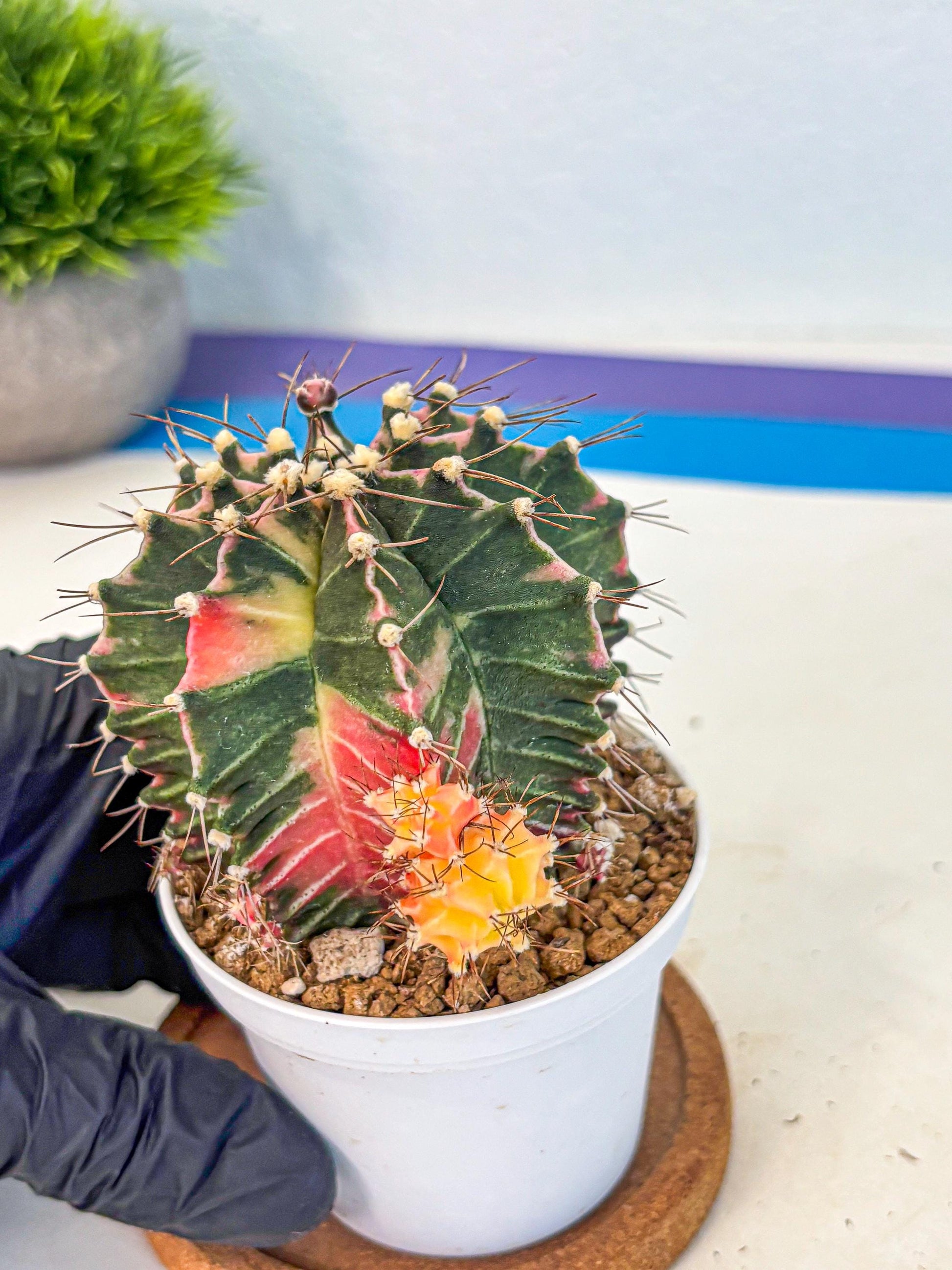 Gymnocalycium Cotton candy (gy16) (07) | collectables