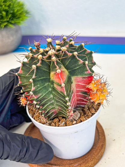 Gymnocalycium Cotton candy (gy16) (07) | collectables