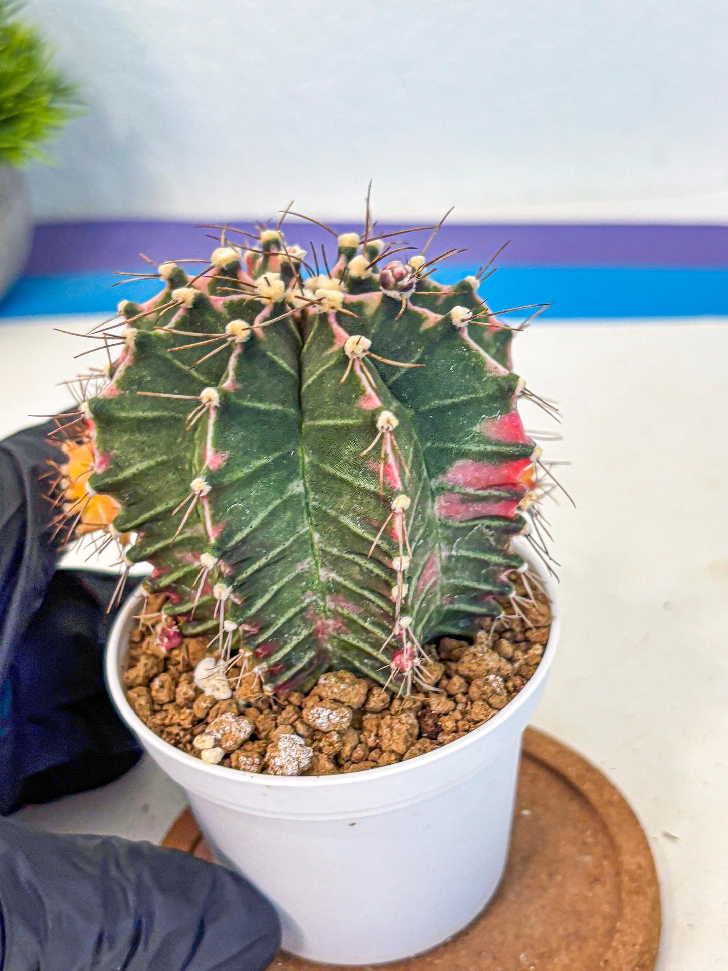 Gymnocalycium Cotton candy (gy16) (07) | collectables