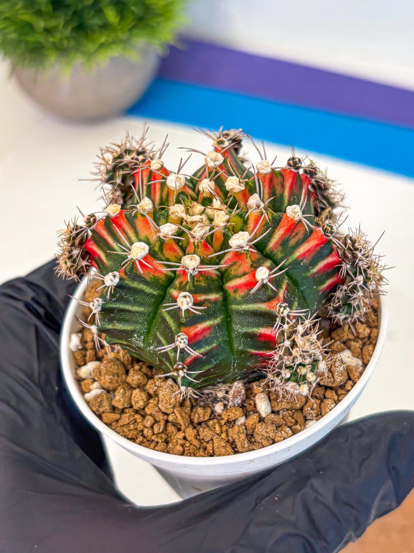 Gymnocalycium Pink Peacock (gy16) (09) | Variegated cactus