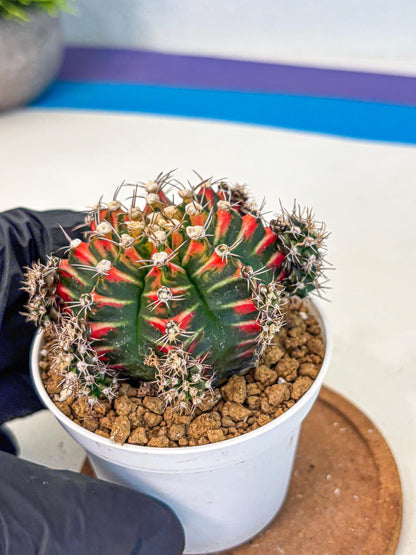 Gymnocalycium Pink Peacock (gy16) (09) | Variegated cactus