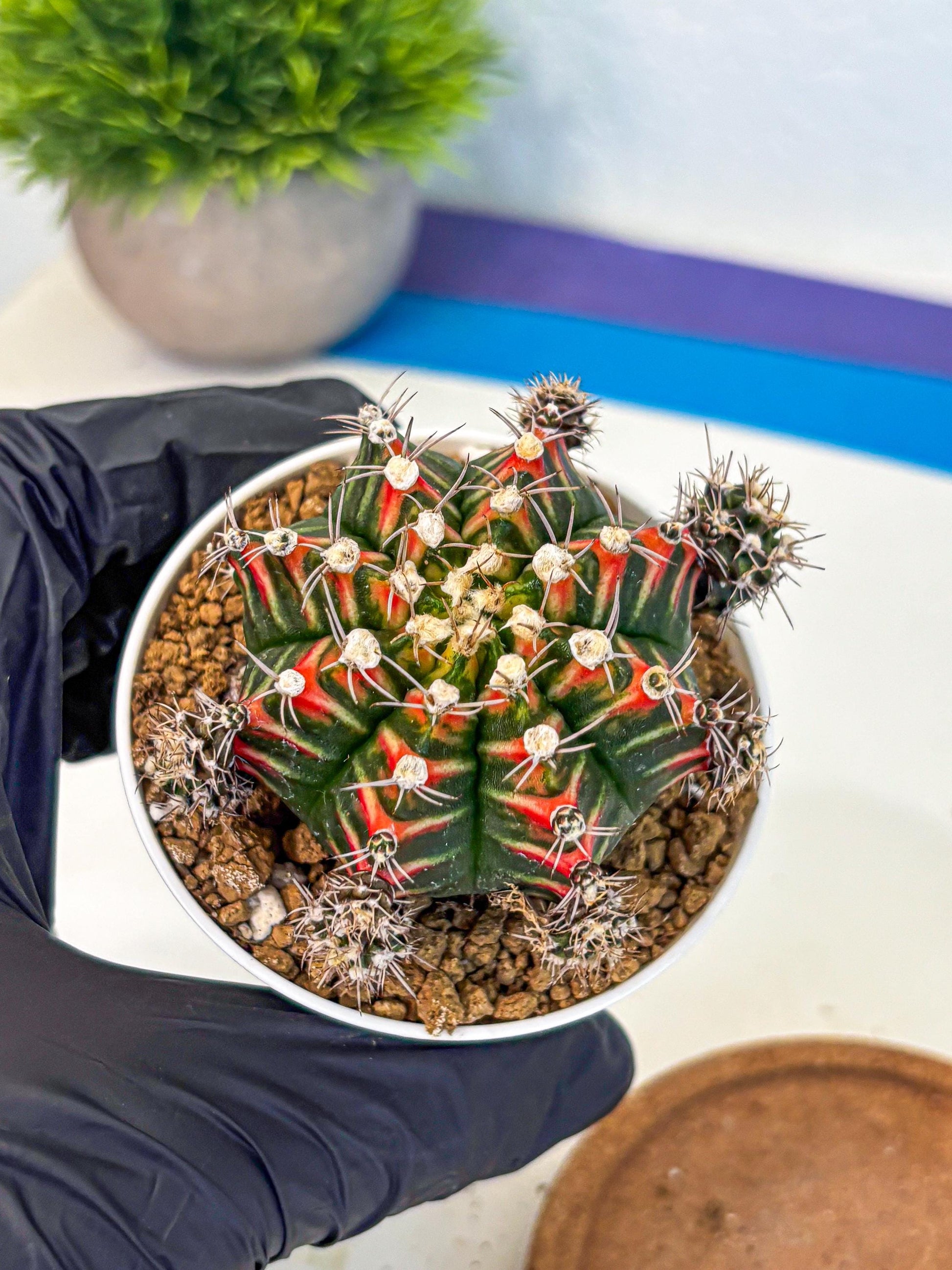 Gymnocalycium Pink Peacock (gy16) (09) | Variegated cactus