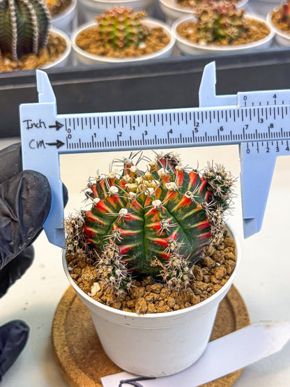 Gymnocalycium Pink Peacock (gy16) (09) | Variegated cactus