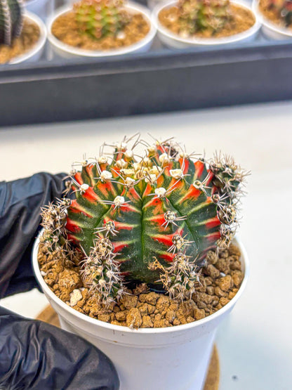 Gymnocalycium Pink Peacock (gy16) (09) | Variegated cactus