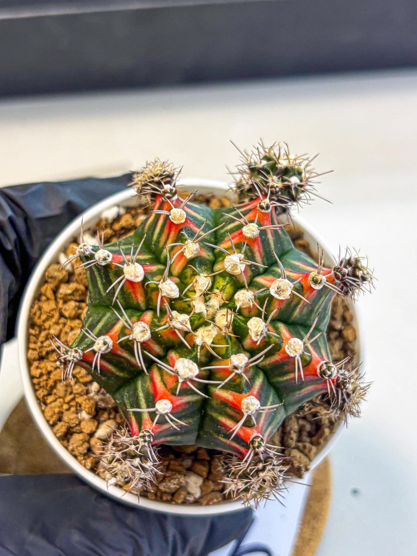 Gymnocalycium Pink Peacock (gy16) (09) | Variegated cactus