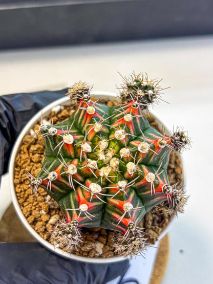 Gymnocalycium Pink Peacock (gy16) (09) | Variegated cactus