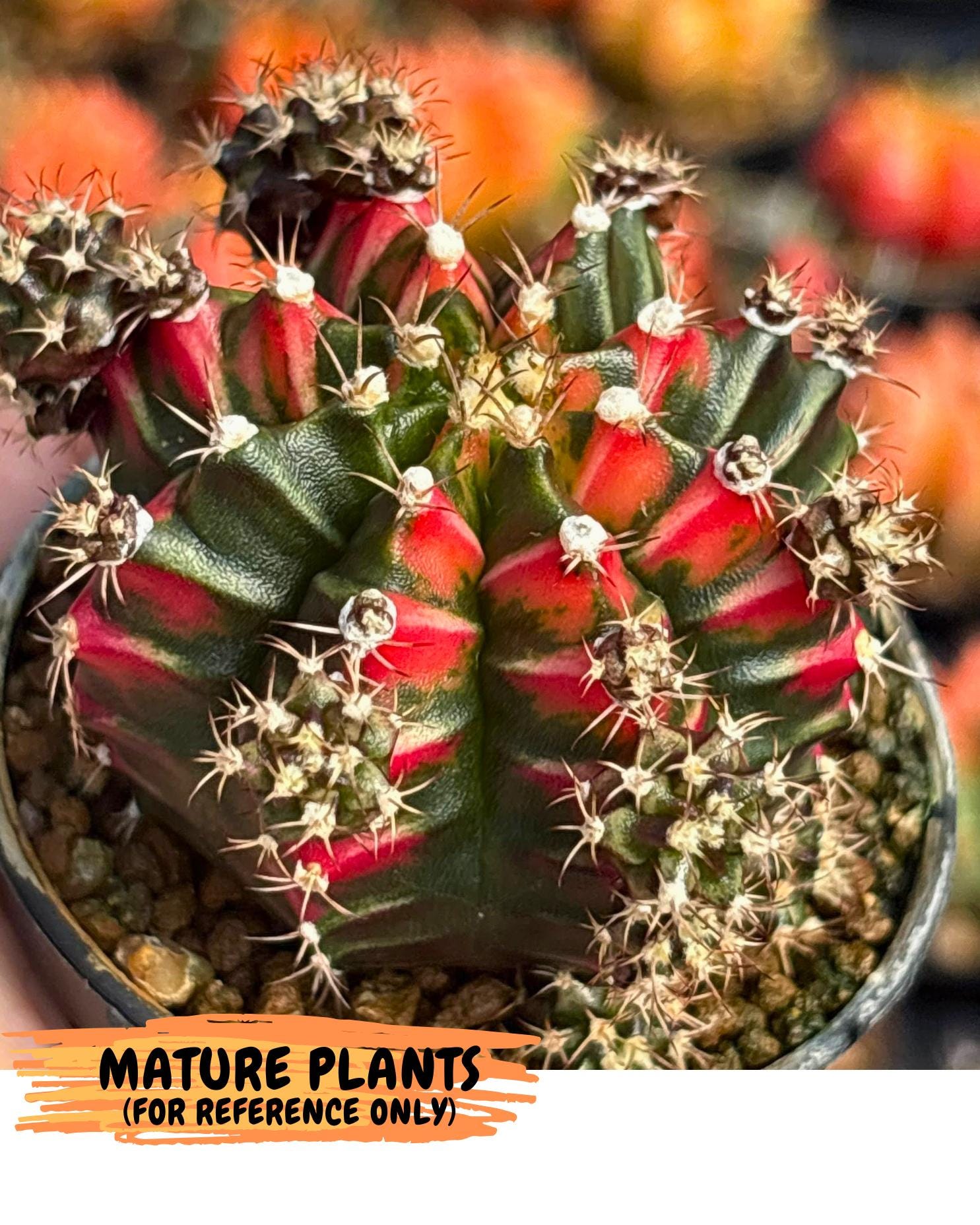 Gymnocalycium Pink Peacock (gy16) (09) | Variegated cactus