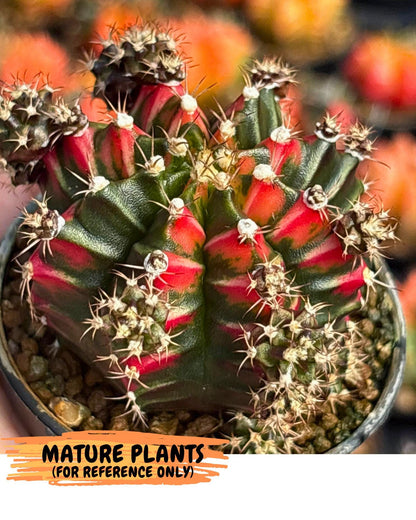 Gymnocalycium Pink Peacock (gy16) (09) | Variegated cactus