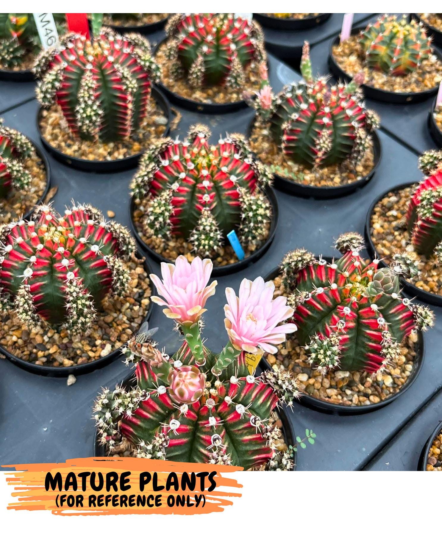 Gymnocalycium Pink Peacock (gy16) (09) | Variegated cactus