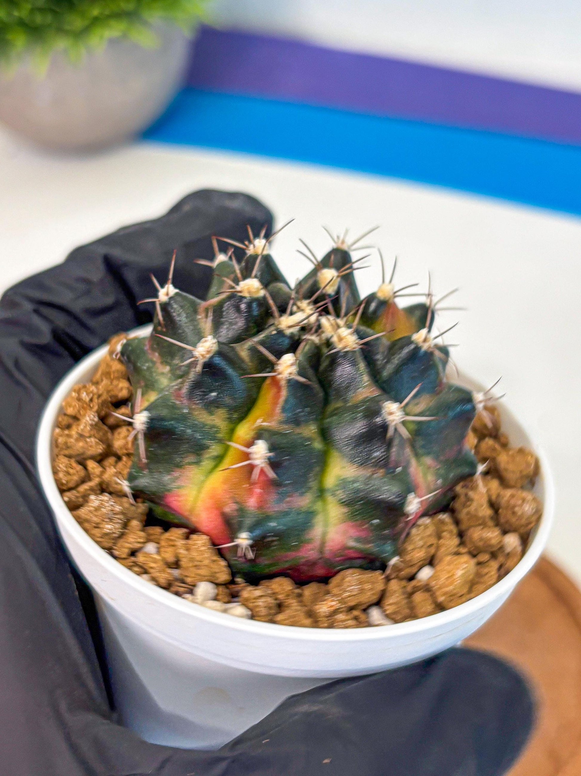 Gymnocalycium Tequila (gy16) (10) | Collectable