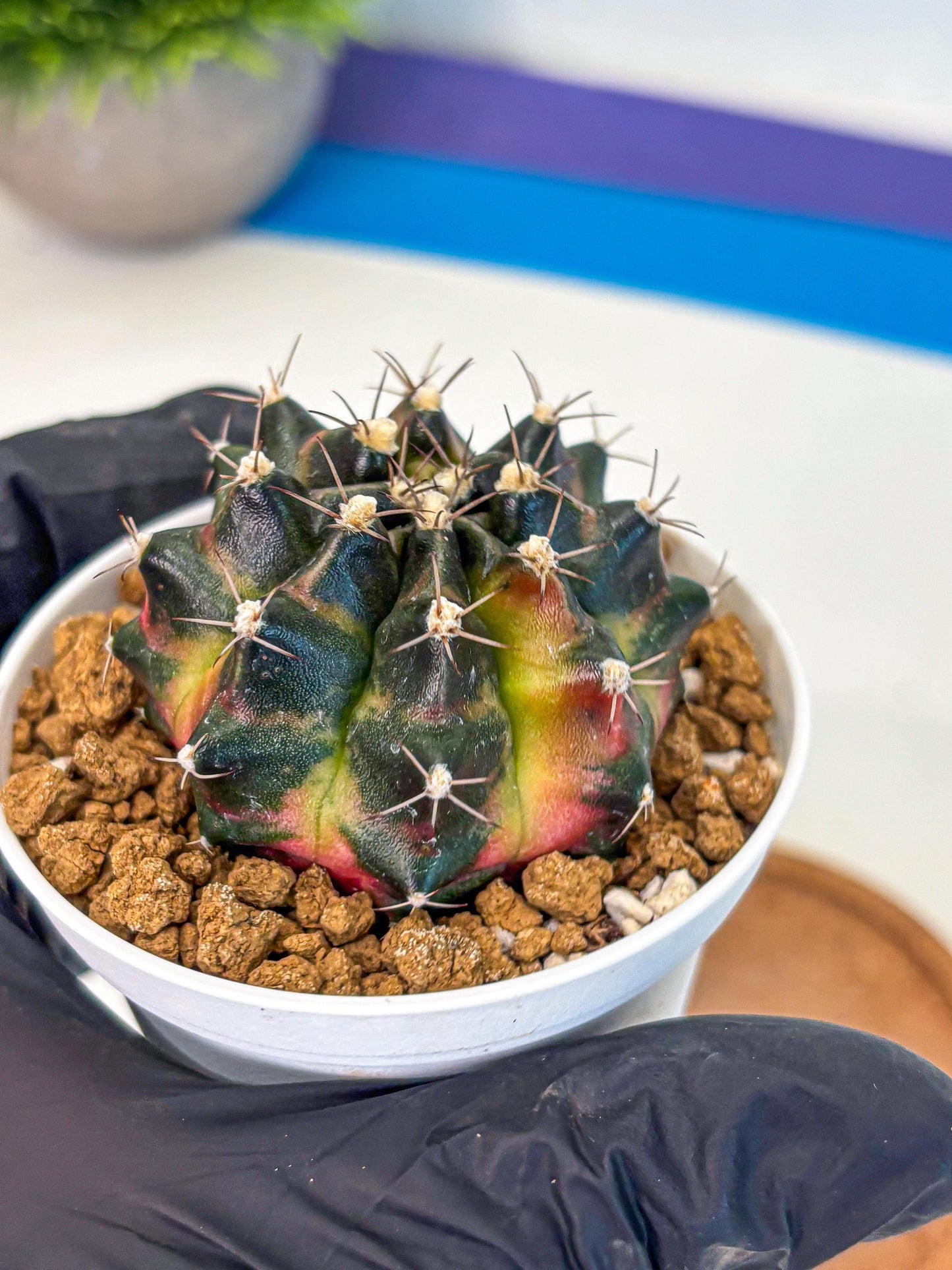 Gymnocalycium Tequila (gy16) (10) | Collectable