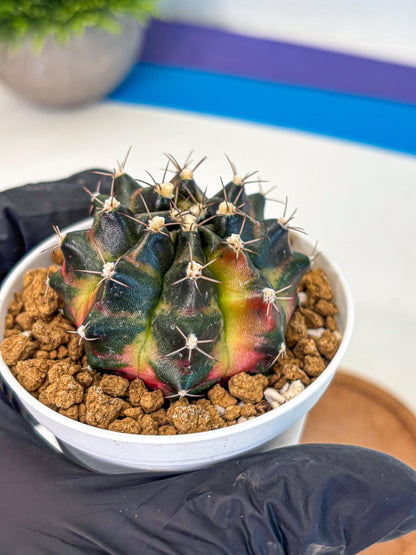 Gymnocalycium Tequila (gy16) (10) | Collectable