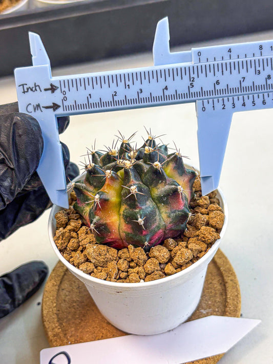 Gymnocalycium Tequila (gy16) (10) | Collectable