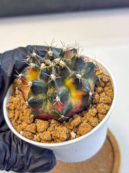 Gymnocalycium Tequila (gy16) (10) | Collectable