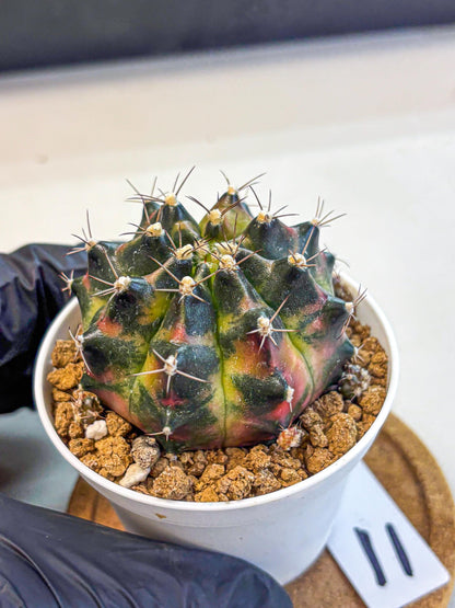 Gymnocalycium Tequila (gy16) (11) | Collectable