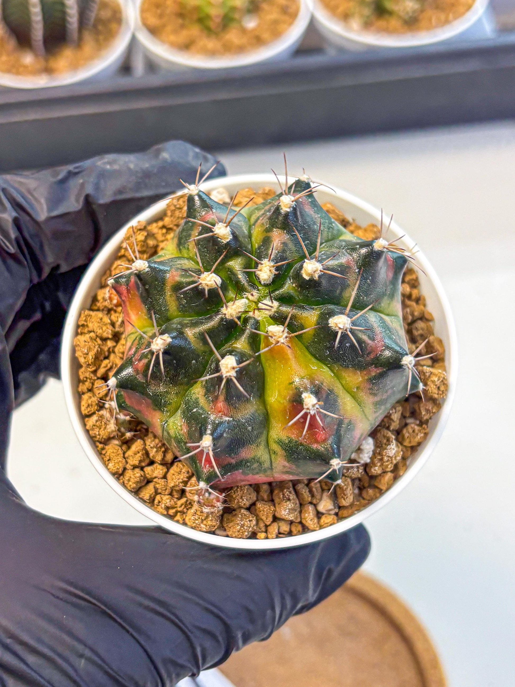 Gymnocalycium Tequila (gy16) (11) | Collectable