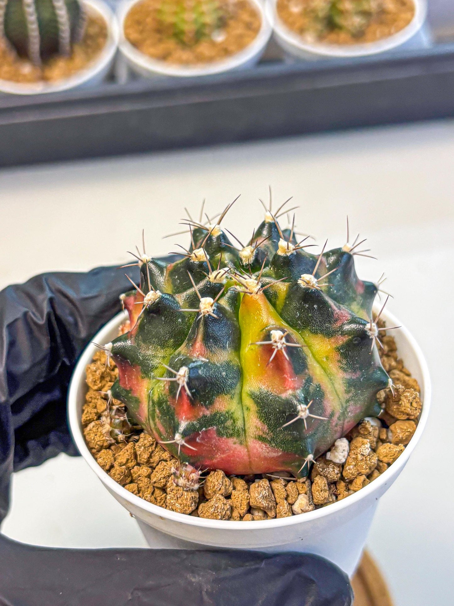 Gymnocalycium Tequila (gy16) (11) | Collectable