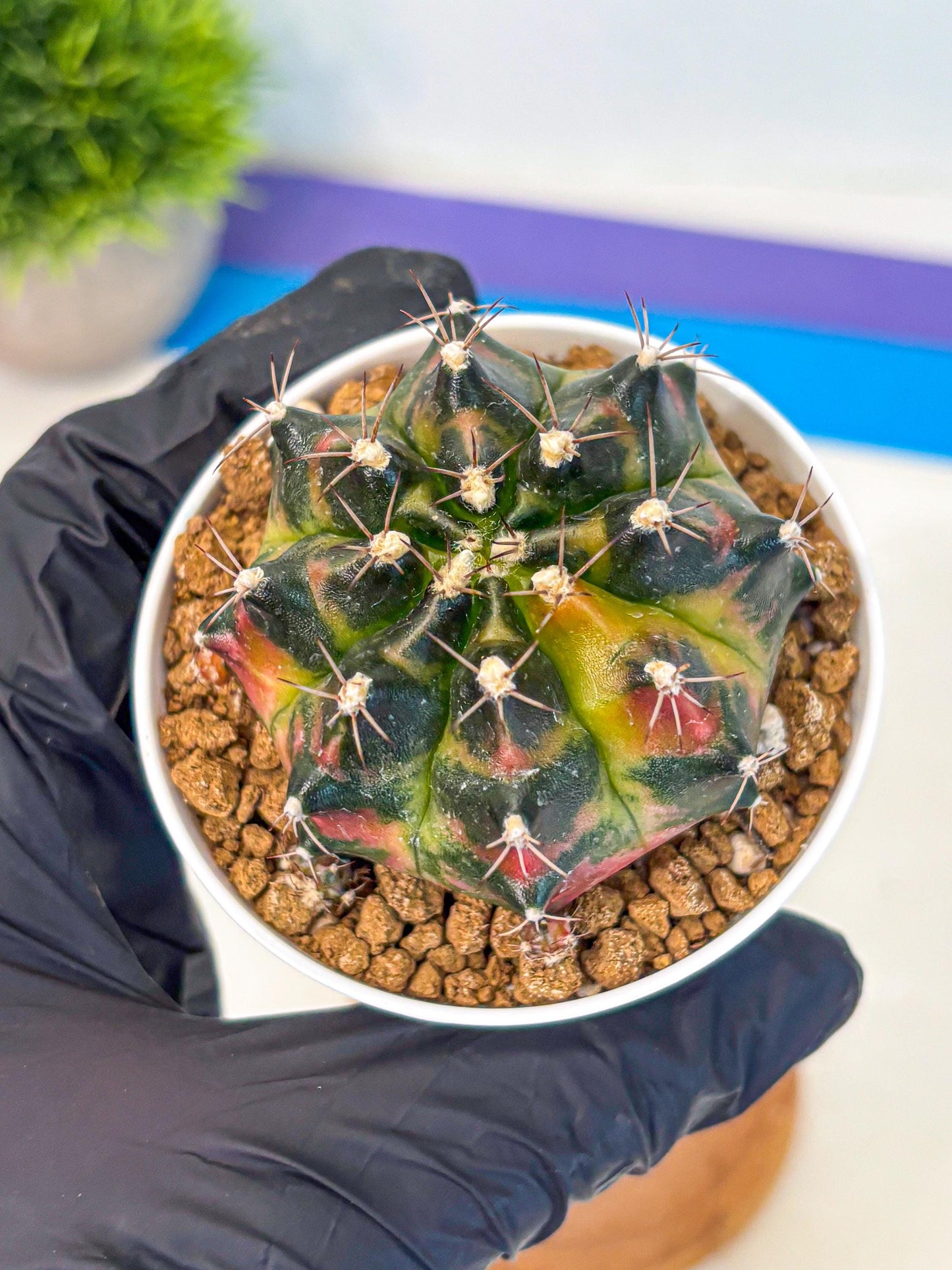 Gymnocalycium Tequila (gy16) (11) | Collectable