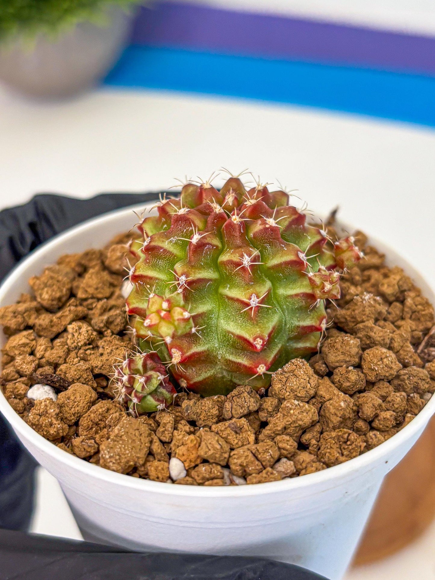 Gymnocalycium Little Red Riding Hood (gy16) (13) | Rare