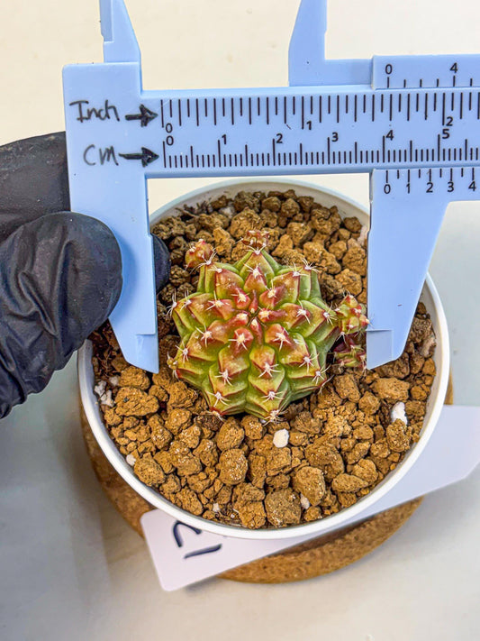 Gymnocalycium Little Red Riding Hood (gy16) (13) | Rare