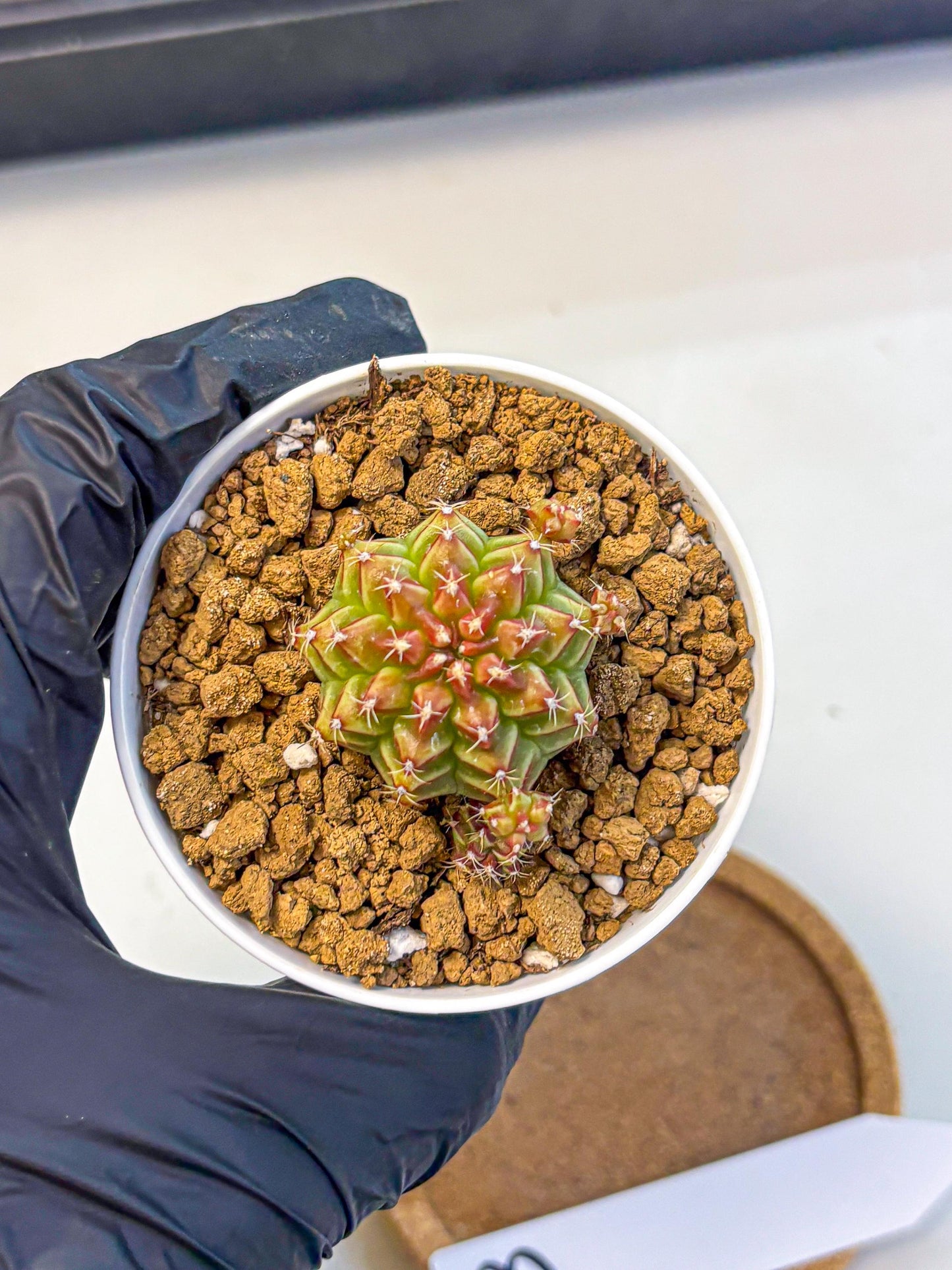 Gymnocalycium Little Red Riding Hood (gy16) (13) | Rare