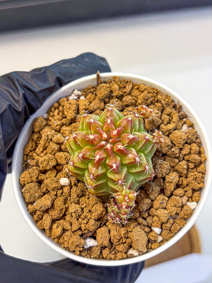Gymnocalycium Little Red Riding Hood (gy16) (13) | Rare