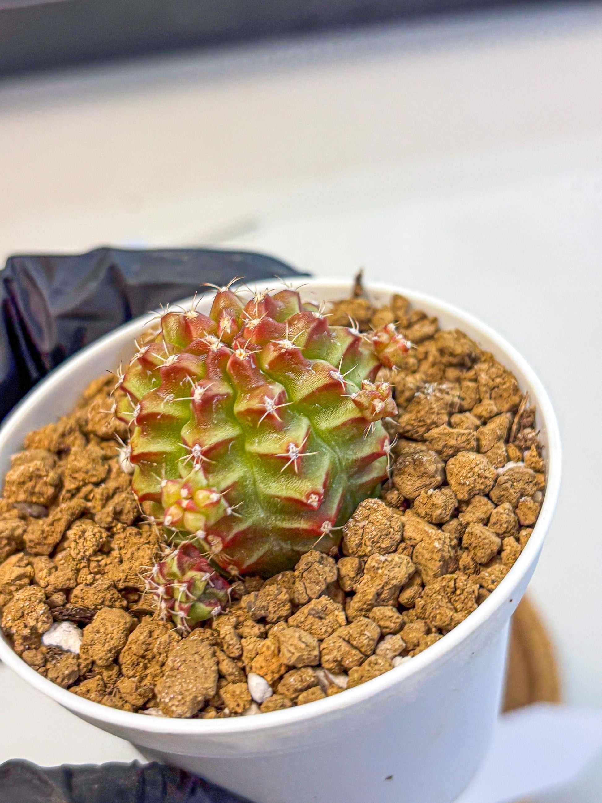 Gymnocalycium Little Red Riding Hood (gy16) (13) | Rare