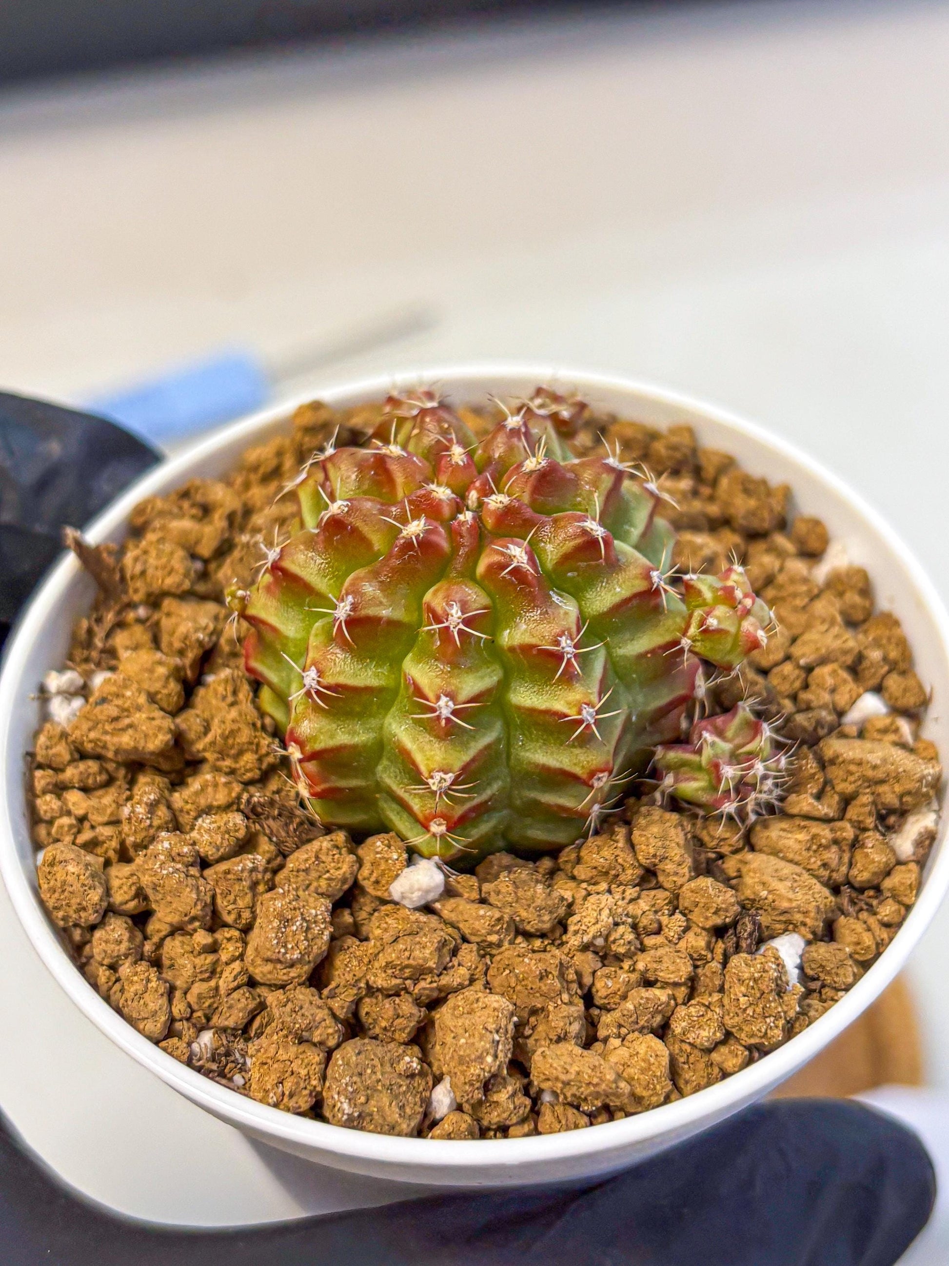 Gymnocalycium Little Red Riding Hood (gy16) (13) | Rare