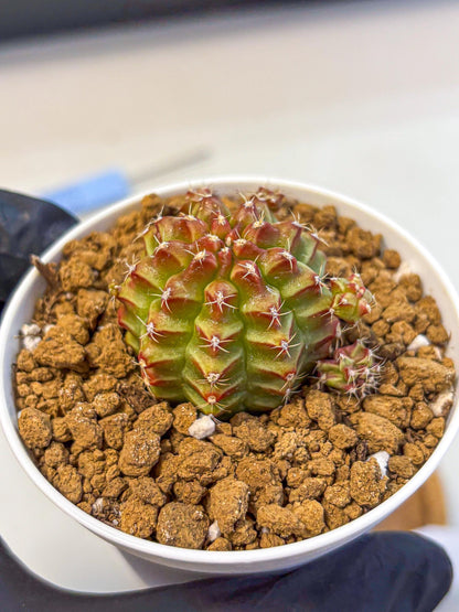 Gymnocalycium Little Red Riding Hood (gy16) (13) | Rare
