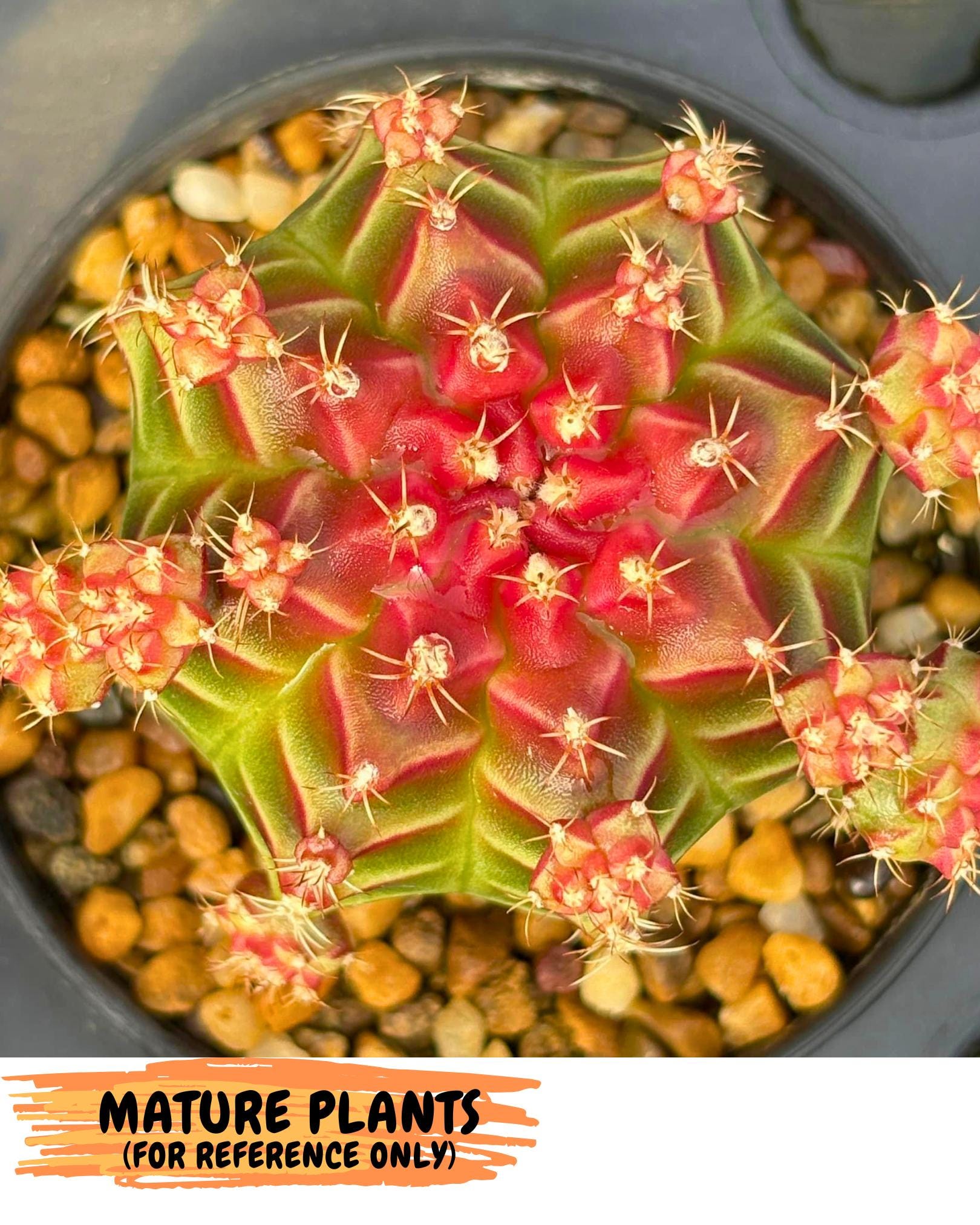 Gymnocalycium Little Red Riding Hood (gy16) (13) | Rare