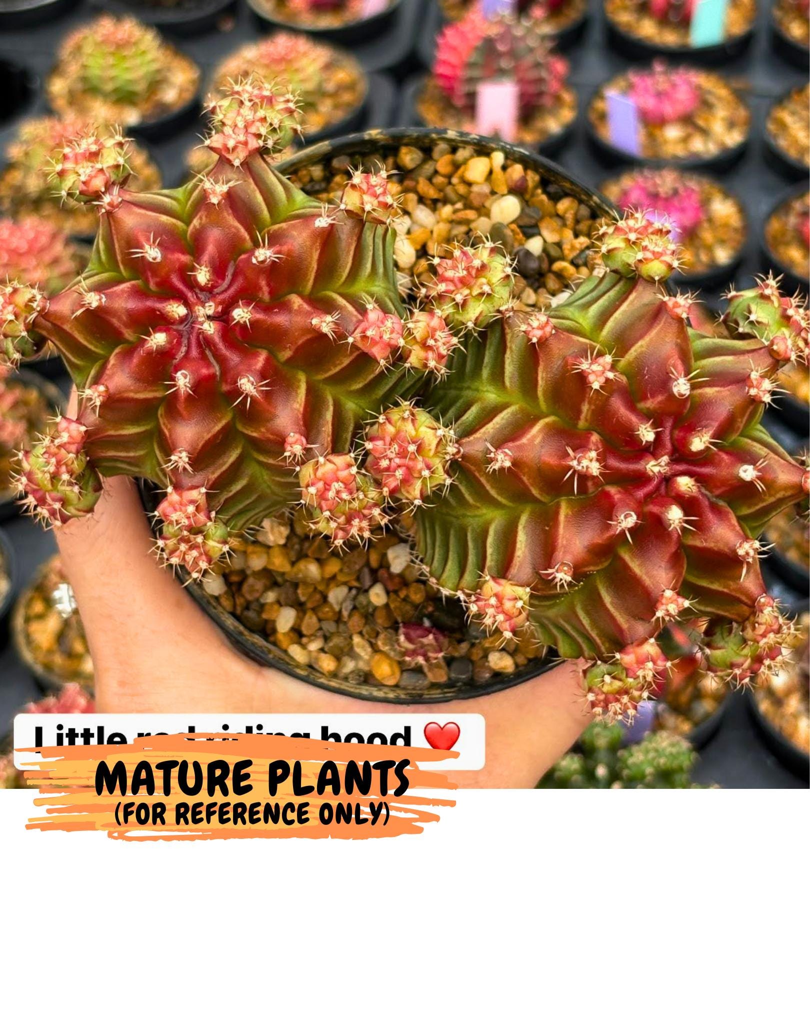 Gymnocalycium Little Red Riding Hood (gy16) (13) | Rare