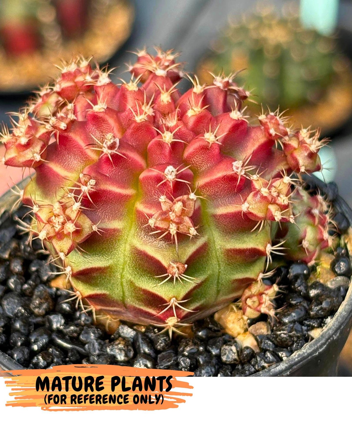 Gymnocalycium Little Red Riding Hood (gy16) (13) | Rare