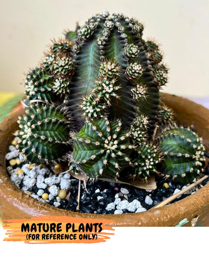 Gymnocalycium Starline (gy16) (14) | Variegated cactus