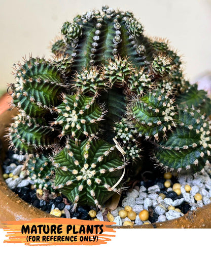 Gymnocalycium Starline (gy16) (16) | Variegated cactus