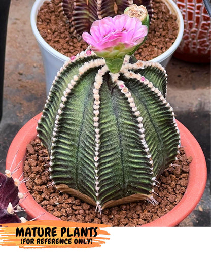 Gymnocalycium Starline (gy16) (16) | Variegated cactus