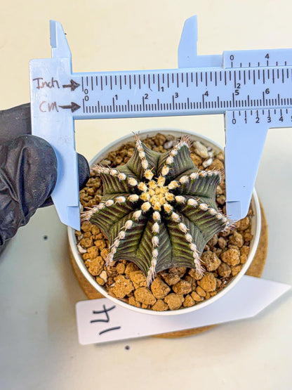 Gymnocalycium Starline (gy16) (14) | Variegated cactus