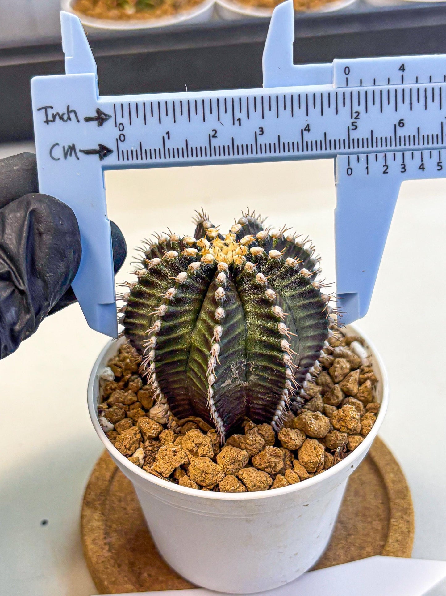 Gymnocalycium Starline (gy16) (14) | Variegated cactus