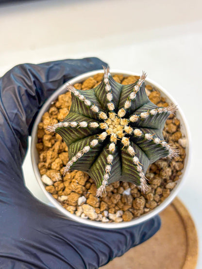 Gymnocalycium Starline (gy16) (14) | Variegated cactus