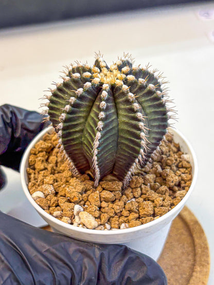 Gymnocalycium Starline (gy16) (14) | Variegated cactus