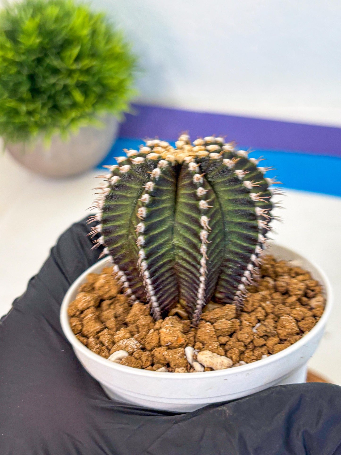 Gymnocalycium Starline (gy16) (14) | Variegated cactus