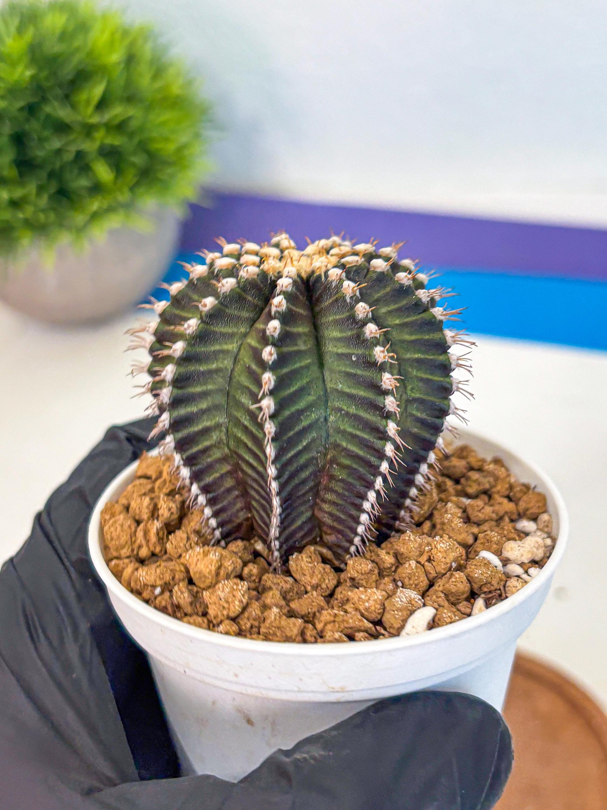 Gymnocalycium Starline (gy16) (14) | Variegated cactus