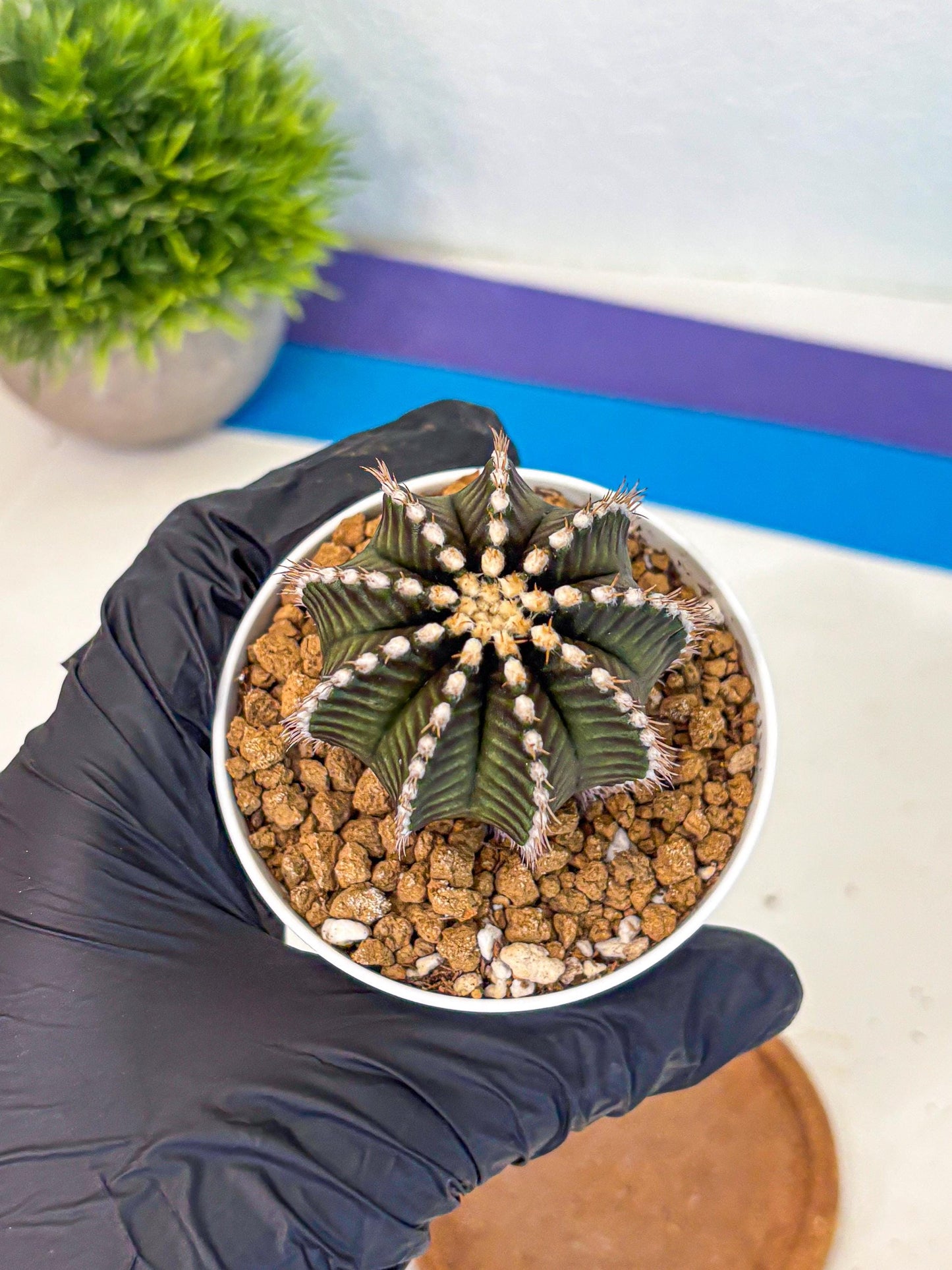 Gymnocalycium Starline (gy16) (14) | Variegated cactus