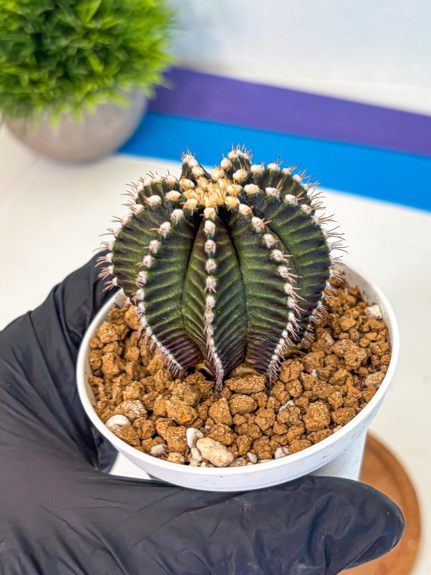 Gymnocalycium Starline (gy16) (14) | Variegated cactus