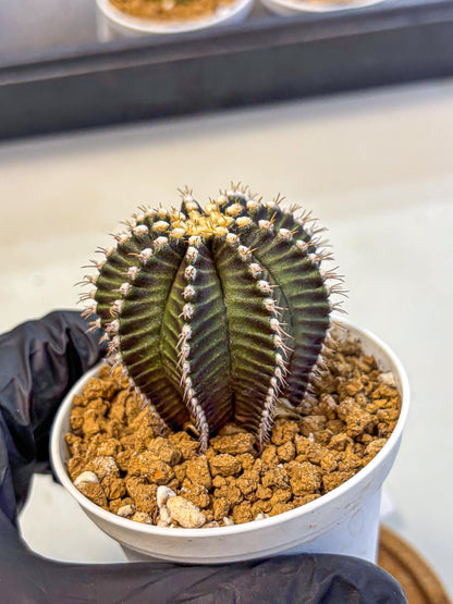 Gymnocalycium Starline (gy16) (14) | Variegated cactus