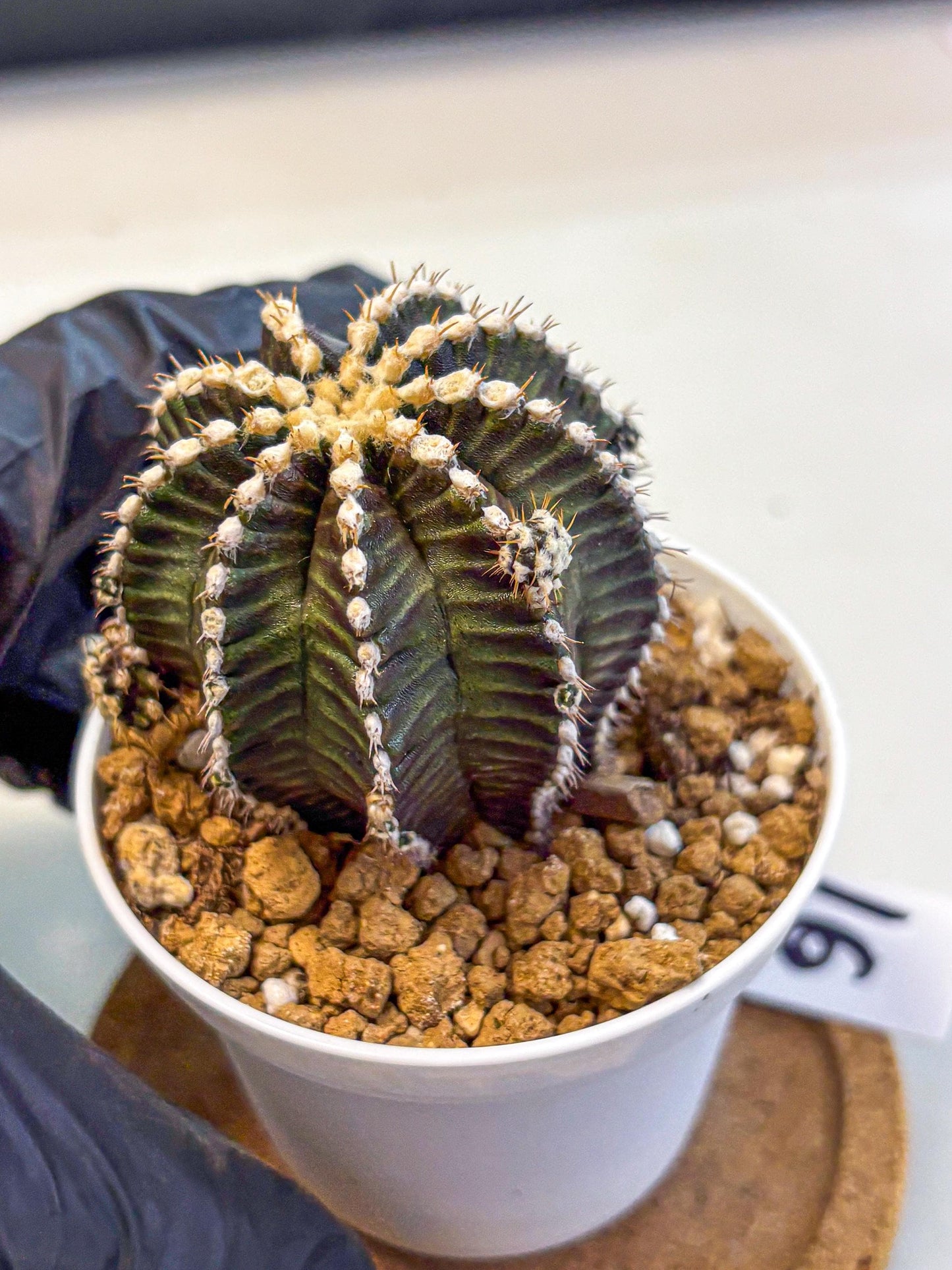 Gymnocalycium Starline (gy16) (16) | Variegated cactus