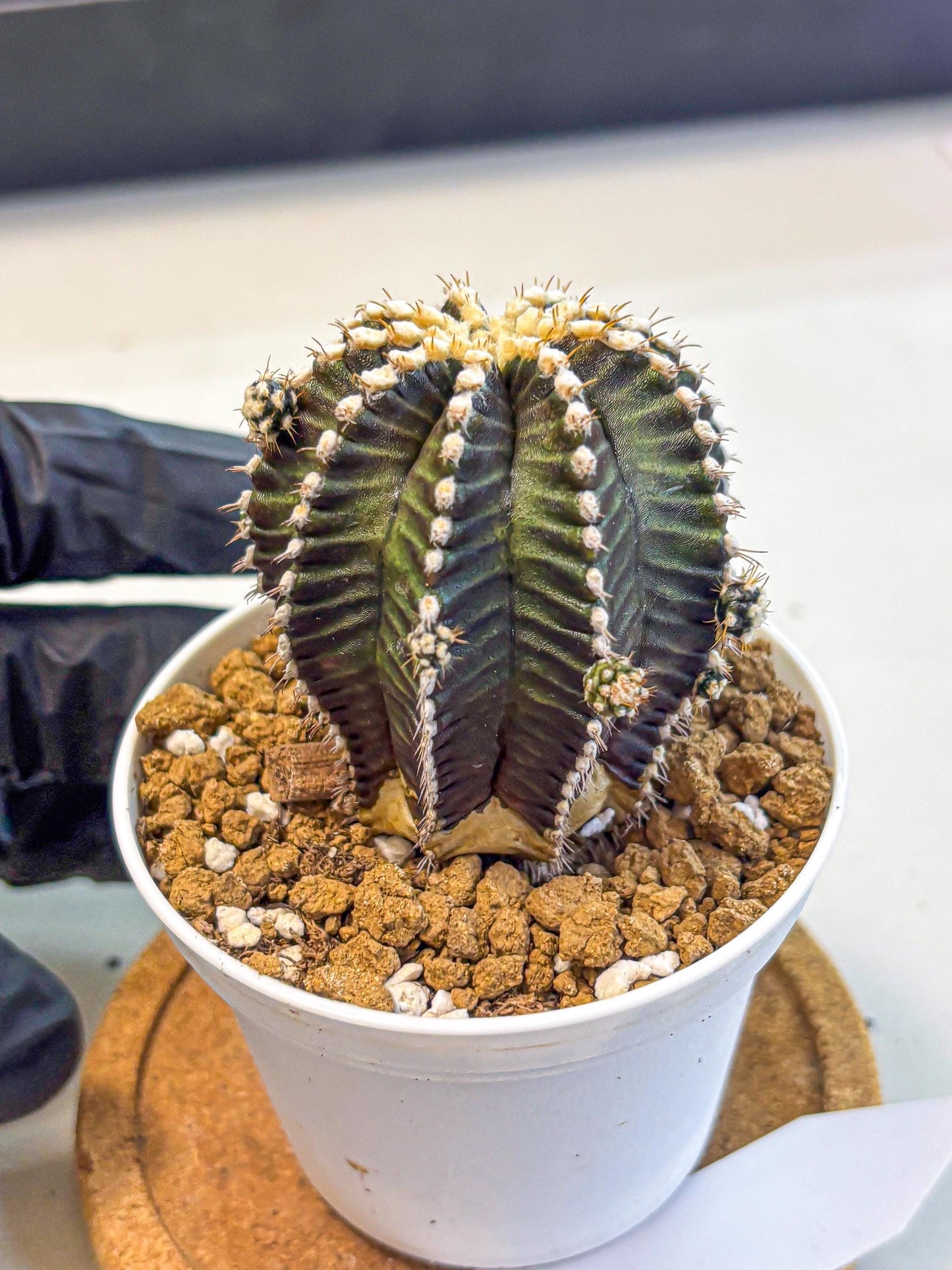 Gymnocalycium Starline (gy16) (16) | Variegated cactus