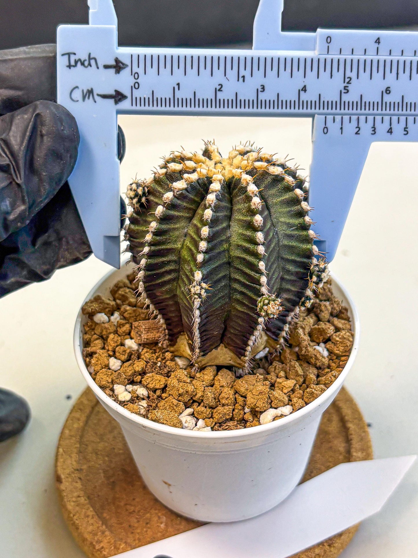 Gymnocalycium Starline (gy16) (16) | Variegated cactus