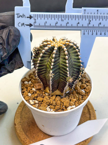 Gymnocalycium Starline (gy16) (16) | Variegated cactus