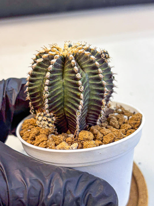 Gymnocalycium Starline (gy16) (16) | Variegated cactus